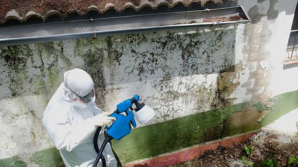 Top rated local Crawl Space Mold Remediation specialists in Elkton, VA